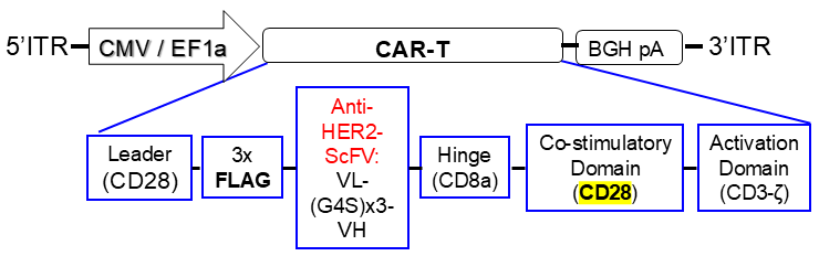AAV-vector scheme of anti-human HER2 CAR