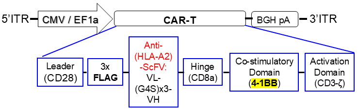 AAV vector map of Anti-human HLA-A2 