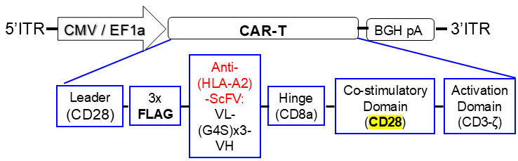 anti-HLA-A2 CAR AAV vector scheme