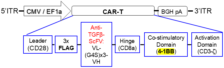 Anti-TGFb CAR expression AAV vector map