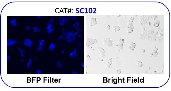 BFP Fluorescent image in HEK293 stable cell line