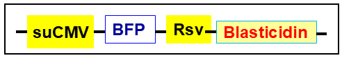 HEK293 BFP stable cell line vector scheme