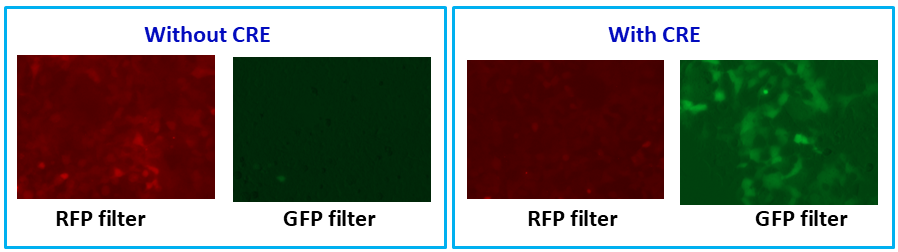 Cre reporting cell line, color-switch sample image