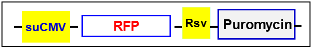 RFP fluorescent marker expression scheme