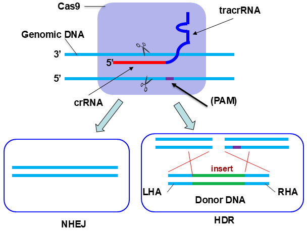 Cas9 CRISPR mechanism scheme