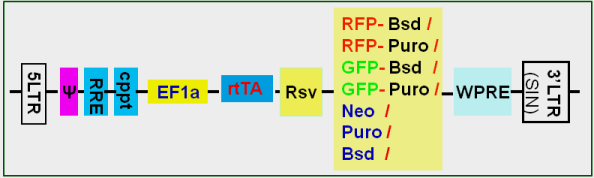 rtTA map scheme